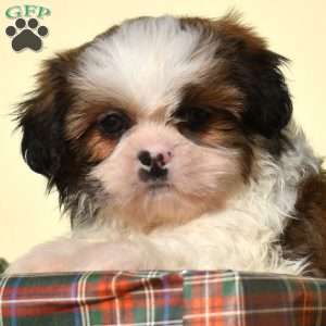 Buddy, Shih Tzu Puppy
